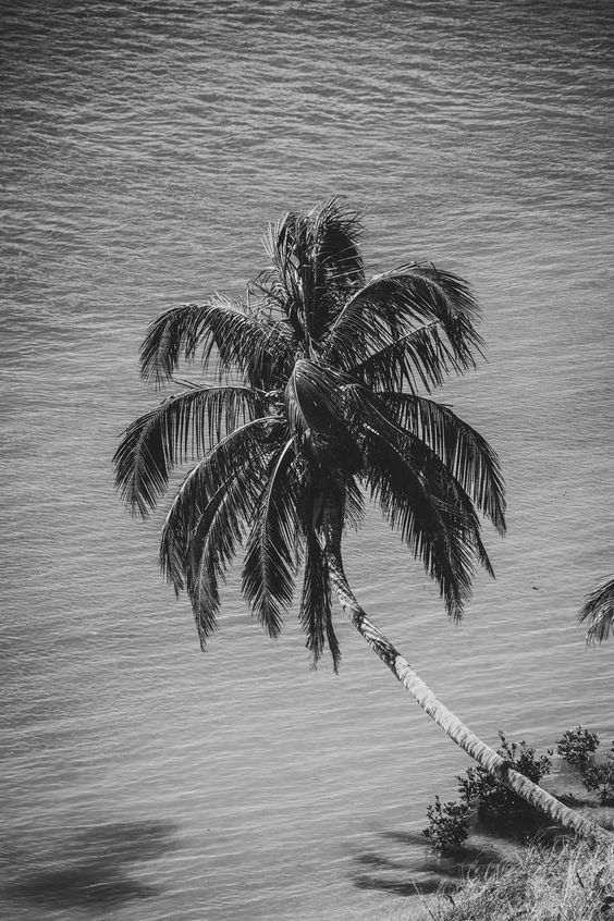 83 Palm Over Water
