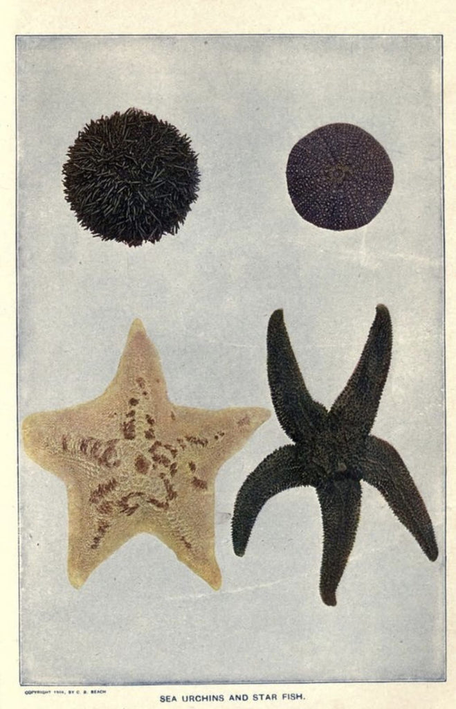 79 Sea Urchins and Star Fish
