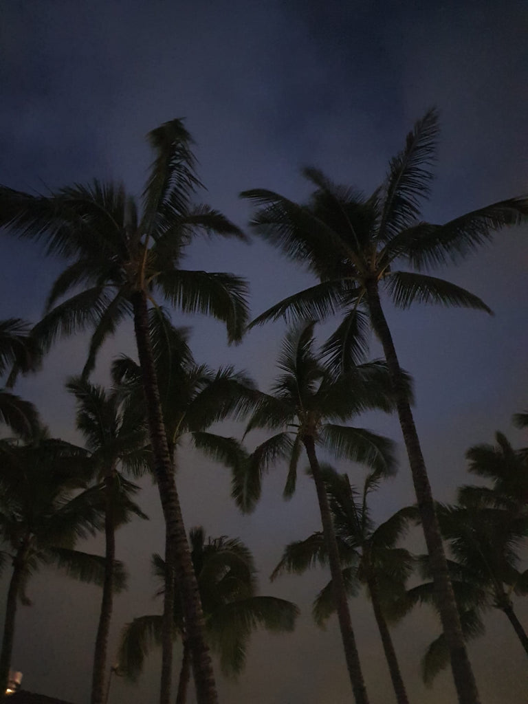 76 Lihue palms at night