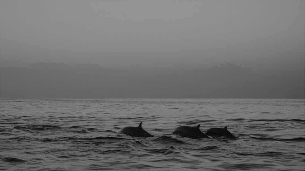 33 Dolphins by Guillaume Meurice