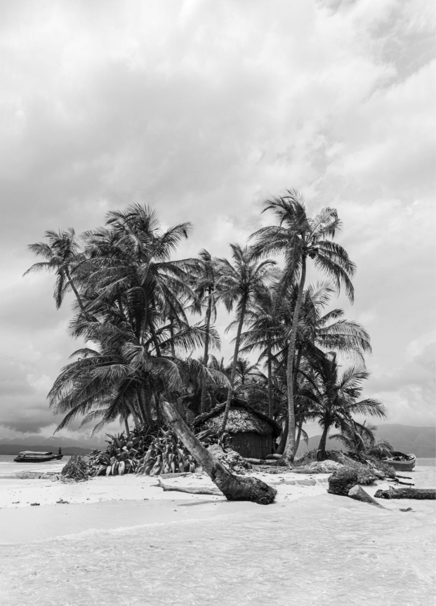63 Palm tree reprieve by Rudi Gremels, South Aftica