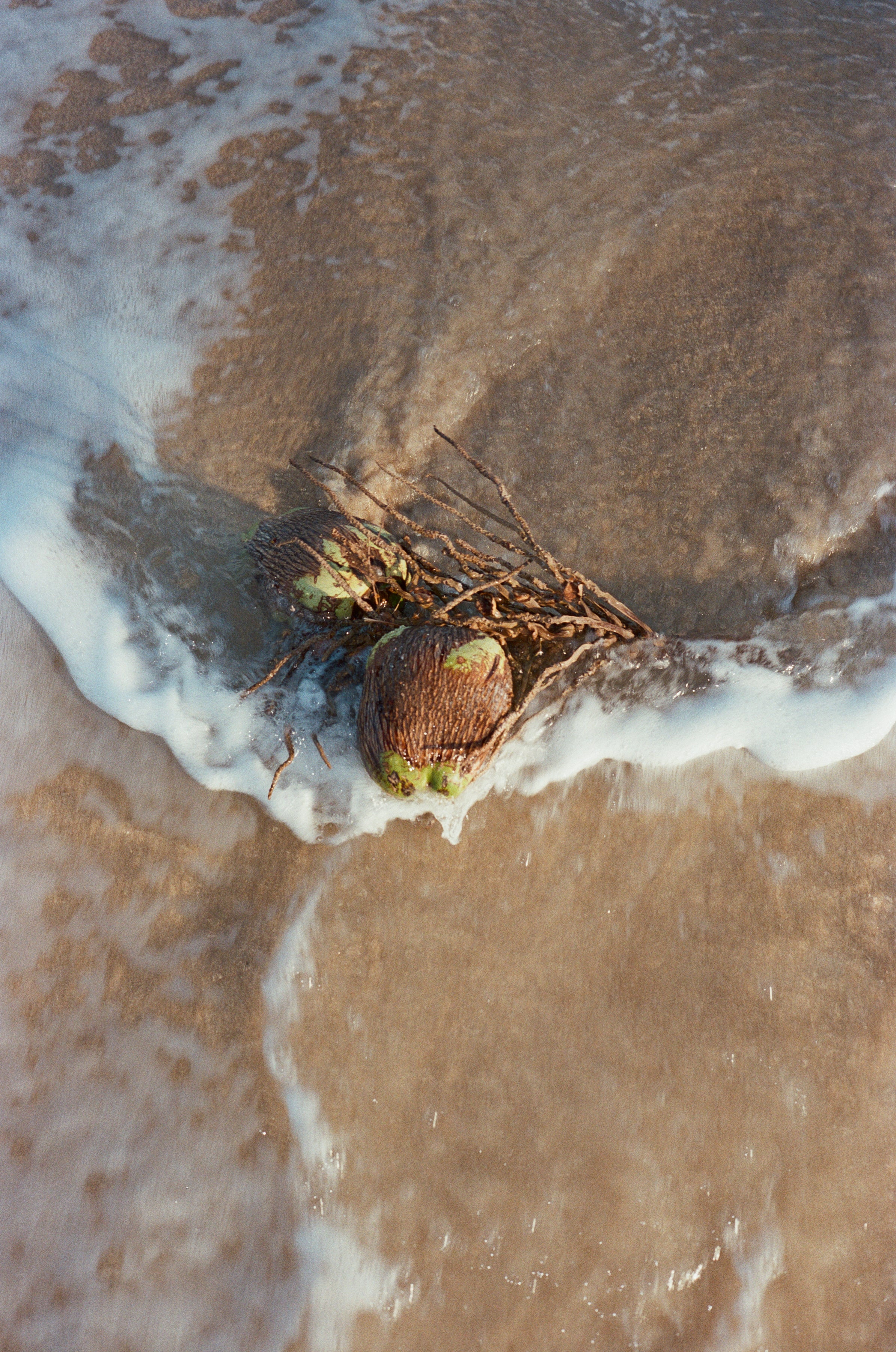 Coconut on a beach with waves